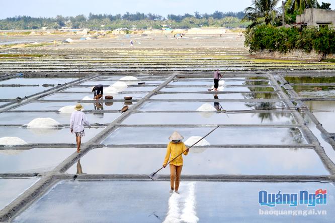 Thu hồi đất làm muối để quy hoạch đô thị: Lo cho sinh kế của diêm dân