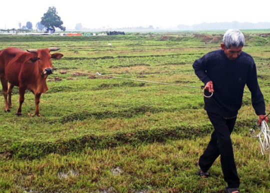 Vụ bắt trâu, bò “cõng” phí gặm cỏ: Chủ tịch xã bị kiểm điểm rút kinh nghiệm