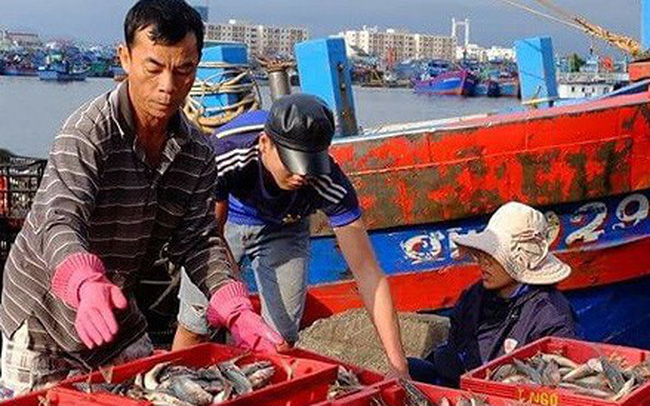 Xăng dầu tăng giá, sản lượng đánh bắt giảm khiến ngư dân lỗ nặng