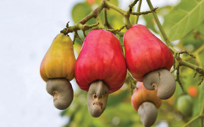 Đại gia bất động sản “xắn tay” làm nông nghiệp ngày càng nhiều