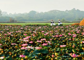 NovaGroup lên ý tưởng dự án 7.500ha tại Đồng Tháp, có sân gôn, casino và sân bay